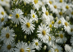 Białe, Rozkwitnięte, Astry, Kwiaty