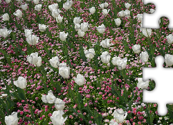 Białe, Tulipany, Stokrotki, Kwiaty
