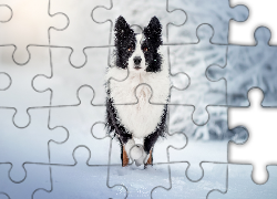 Biało-czarny, Pies, Border collie, Śnieg
