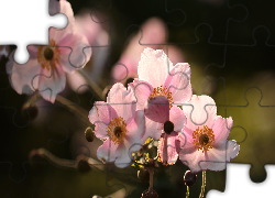 Zawilce japońskie, Różowe, Kwiaty