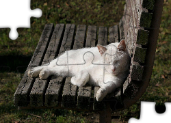 Trawa, Ławka, Śpiący, Biały, Kot