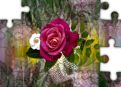 Róża, Grafika, Kolorowe tło