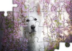 Pies, Biały owczarek szwajcarski, Gałązki, Różowe, Kwiaty