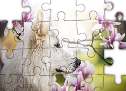 Pies, Biały owczarek szwajcarski, Kwiaty, Magnolie