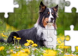 Pies, Border collie, Spojrzenie, Łąka, Kwiaty
