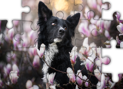 Pies, Border collie, Kwiaty, Magnolia