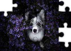 Pies, Border collie, Kwiaty, Astry marcinki