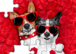Chihuahua krótkowłosa, Jack Russell terrier, Okulary, Śmieszne