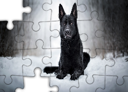 Czarny owczarek niemiecki, Pies, Śnieg