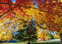 Jesień, Park, Drzewa, Liście, Kolorowe