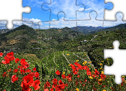 Góry, Wzgórza, Pola, Drogi, Kwiaty, Maki, Domy, Dolina, Douro Valley, Portugalia