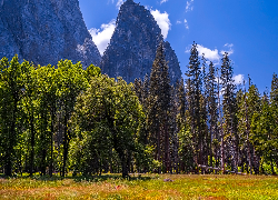 Dolina Yosemite, Kwiaty, Trawa, Drzewa, Góry, Park Narodowy Yosemite, Kalifornia, Stany Zjednoczone