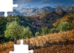 Drzewa oliwne, Góry, Kreta, Grecja
