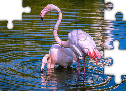 Dwa, Flamingi, Woda