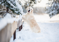 Pies, Golden retriever, Zima, Śnieg, Płot