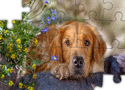 Pies, Golden retriever, Kwiaty, Grafika