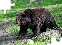 Niedźwiedź brunatny, Zielona, Trawa