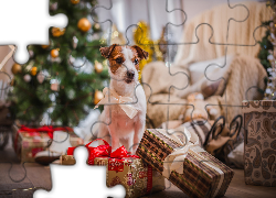Pies, Jack Russell terier, Kokardka, Prezenty, Święta