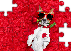 Jack Russell terrier, Róża, Płatki, Okulary, Śmieszne