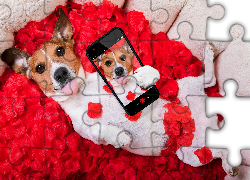 Jack Russell terrier, Róża, Płatki, Telefon, Selfie, Śmieszne