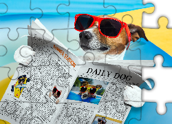 Jack Russell Terrier, Okulary, Gazeta, Śmieszne