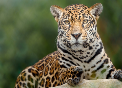 Leżący, Jaguar, Skała