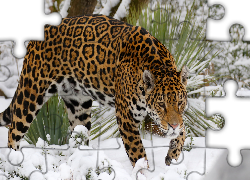 Jaguar, Śnieg, Rośliny