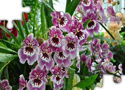 Jasnofioletowe, Kwiaty, Storczyki, Orchidea