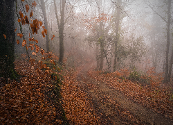 Las, Drzewa, Ścieżka, Liście, Mgła, Jesień