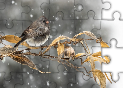 Ptak, Junko zwyczajny, Liście, Śnieg, Zima