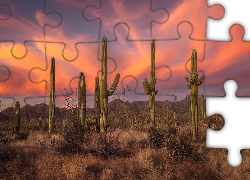Zachód słońca, Góry, Park Narodowy Saguaro, Kaktusy, Karnegie olbrzymie, Trawa, Arizona, Stany Zjednoczone