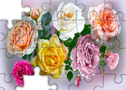 Kwiaty, Róże, Kolorowe, Grafika