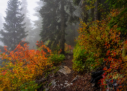 Jesień, Las, Drzewa, Kolorowe, Krzewy, Ścieżka, Mgła