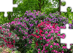Kolorowe, Krzewy, Rododendrony, Różaneczniki