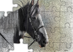 Koń, Uzda, Grafika