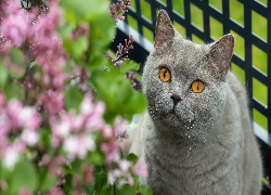 Kot brytyjski krótkowłosy, Kwiaty