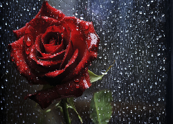 Kwiat, Czerwona, Róża, Deszcz, Szyba