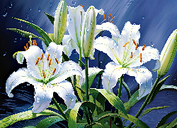 Kwiaty, Białe, Lilie, Krople, Grafika
