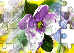 Kwiat, Krople, Grafika