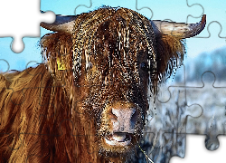 Krowa, Szkocka rasa wyżynna, Grafika