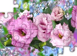 Kwiaty, Eustoma, Grafika