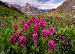 Góry, San Juan Mountains, Różowe, Kwiaty, Łąka, Kolorado, Stany Zjednoczone