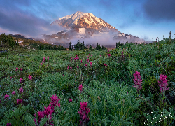 Park Narodowy Mount Rainier, Stratowulkan Mount Rainier, Góry, Łąka, Kwiaty, Stan Waszyngton, Stany Zjednoczone