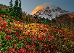 Góra, Wulkan, Mount Rainier, Drzewa, Kolorow, Roślinność, Park Narodowy Mount Rainier, Waszyngton, Stany Zjednoczone