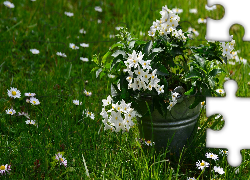 Kwiaty, Psianki jaśminowe, Wiaderko, Trawa