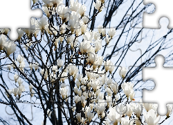 Białe, Kwiaty, Magnolia, Gałązki, Niebo