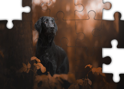Pies, Czarny, Labrador retriever, Drzewo, Liście