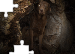 Pies, Labrador retriever, Wydrążona, Kłoda, Drzewa
