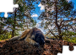 Pies, Leonberger, Drzewa, Ściółka