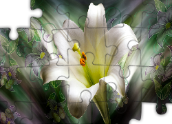 Kwiat, Lilia, Biała, Grafika